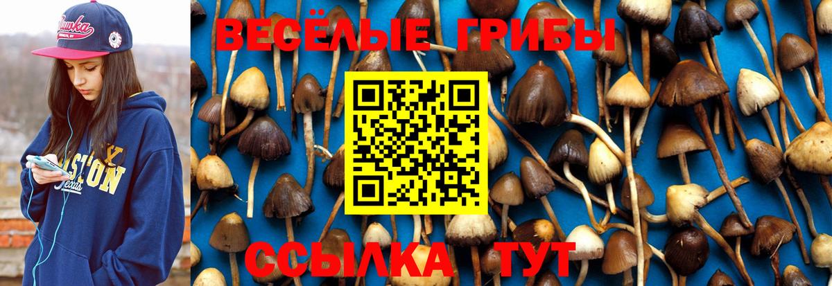 Кулебаки  Псилоцибиновые грибы Psilocybine cubensis  Вход с VPN  Псилоцибиновые грибы Psilocybe 